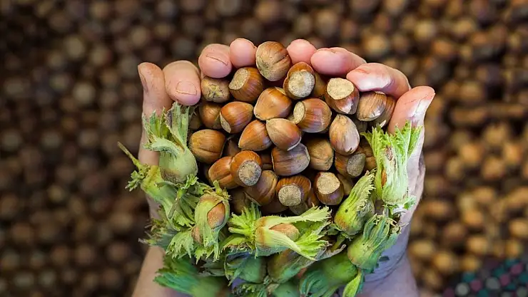 Sakarya'da 17 Kasım fındık fiyatı belli oldu: Sabah hareketlendi