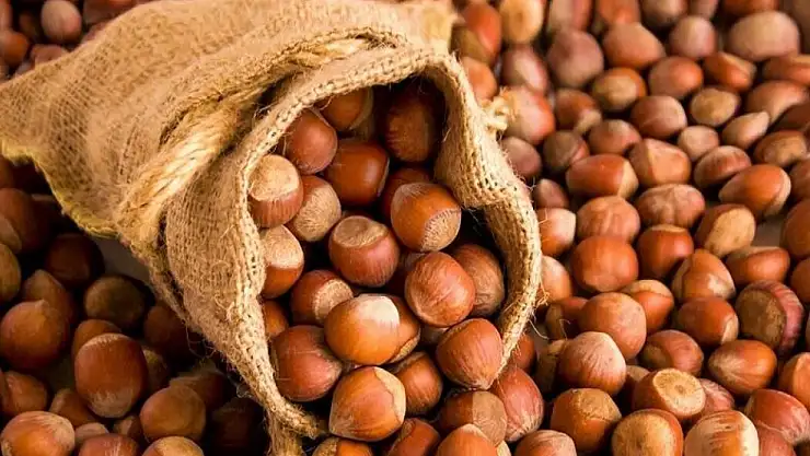 Sakarya'da fındık fiyatları güne dengeli başladı: Talep güçlü