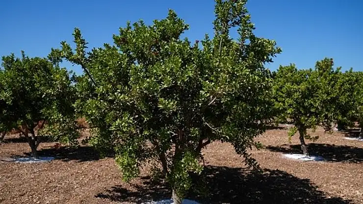 Sakız Ağacı Türkiye'de yeniden yükselişte