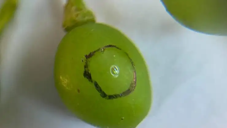 Salkım güvesi uyarısı