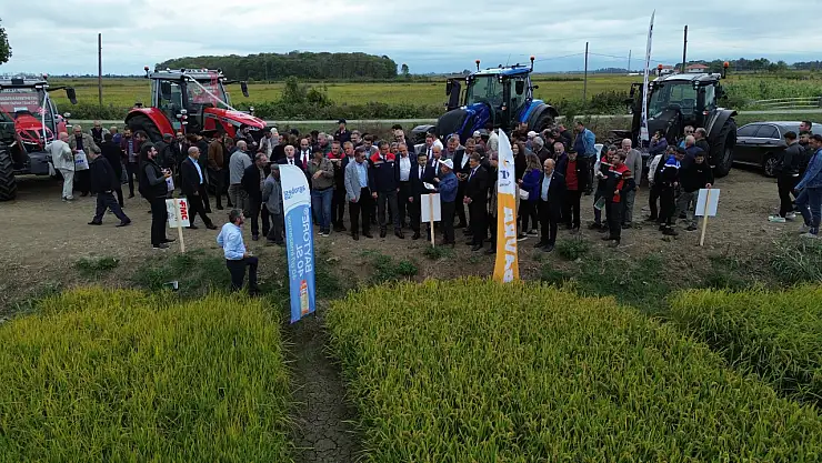 Samsun, Çeltik Üretiminde Türkiye'nin Gözdesi!