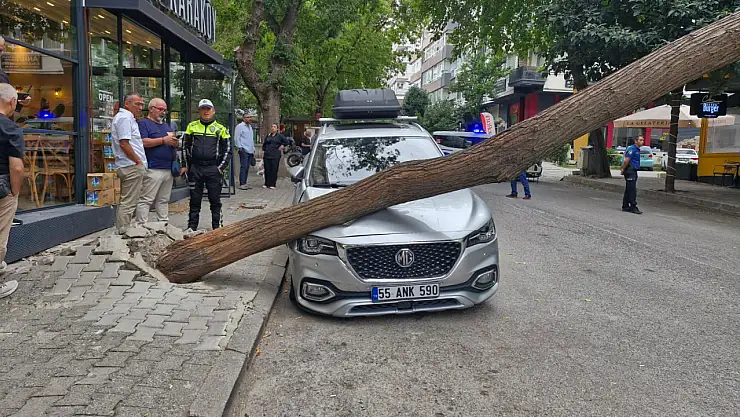 Samsun'da ağaç kökünden koptu