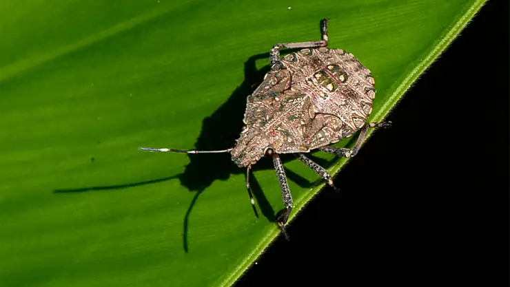 Samsun'da belediyelerden kahverengi kokarca seferberliği