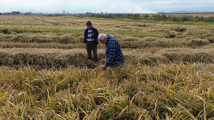 Samsun'da Çeltik Hasadı Tamamlanmak Üzere