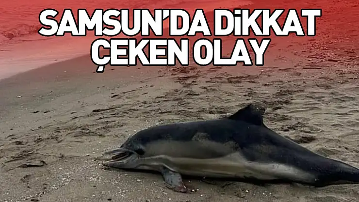 Samsun'da dikkat çeken olay