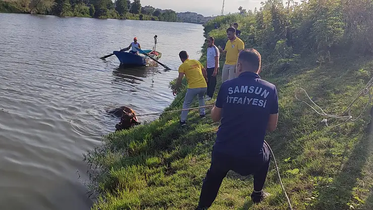 Samsun'da ırmağa inek düştü