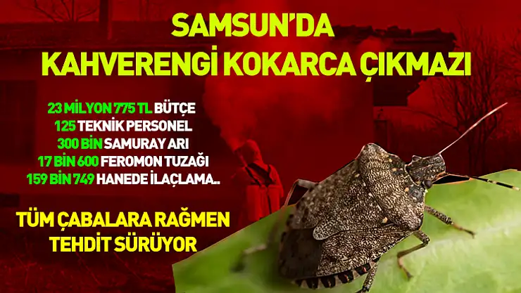 Samsun'da kahverengi kokarca çıkmazı: Tüm çabalara rağmen tehdit sürüyor