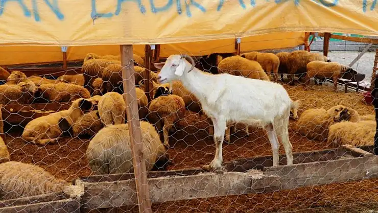 Samsun'da Kırmızı Et, Beyaz Et ve Sütte Üretim Artacak
