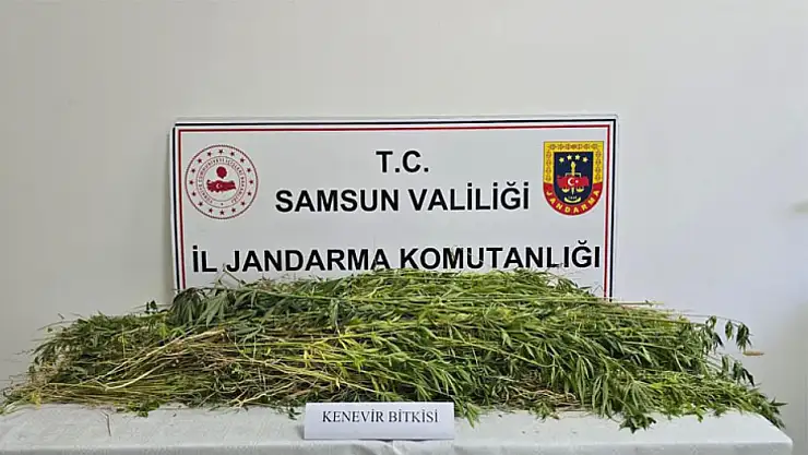 Samsun'da kök kenevir bitkisi ele geçirildi