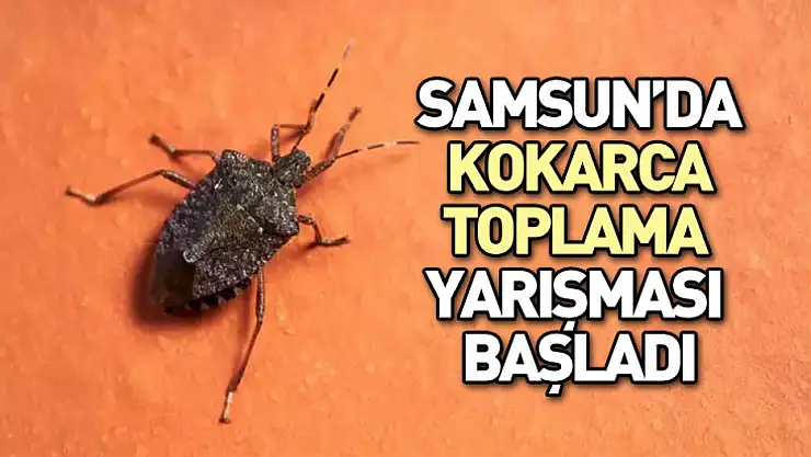 Samsun'da kokarca toplama yarışması başladı