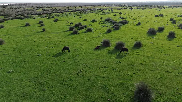 Samsun'da Kuş Cenneti Sonbaharla Birlikte Yeniden Canlandı