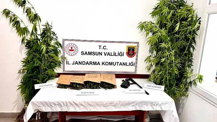 Samsun'da uyuşturucu operasyonu: 51 kök kenevir ve kubar esrar ele geçirildi