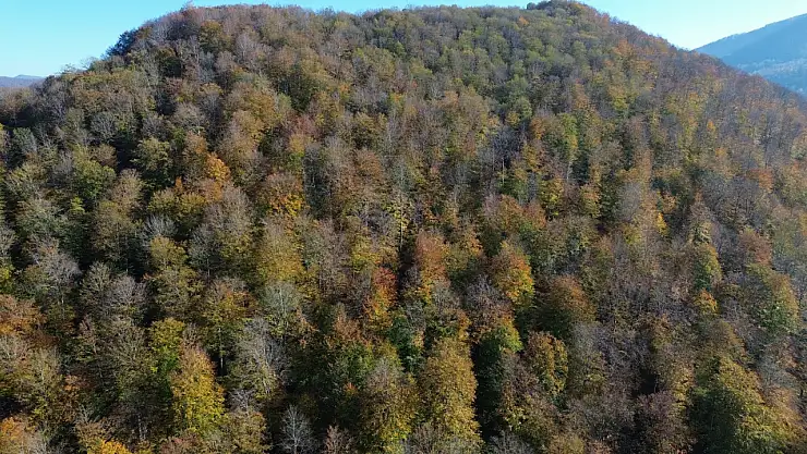 Samsun'da Yunt Dağı güz sarısına boyandı
