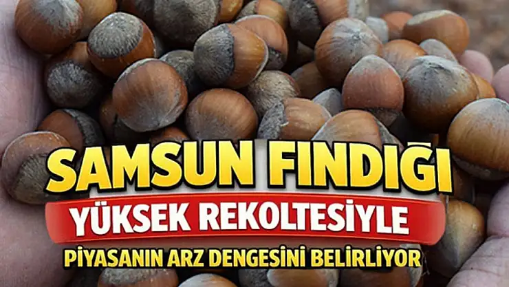 Samsun Fındığı Yüksek Rekoltesiyle Piyasanın Arz Dengesini Belirliyor