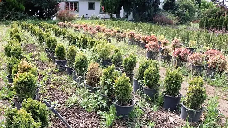 Samsun Türkiye'ye nefes oluyor