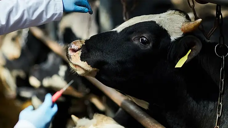 Şap hastalığı nasıl bulaşıyor, nasıl önlenir?