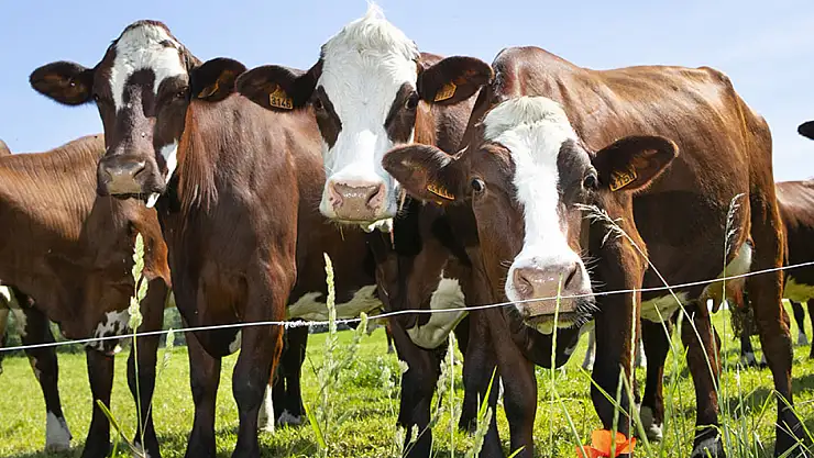 Şap hastalığıyla mücadele kontrollü şekilde sürüyor