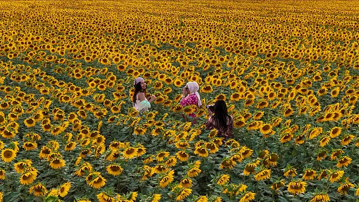 Sarı ve Yeşilin Dansı: Ayçiçeği Tarlaları Fotoğraf Tutkunlarını Büyülüyor
