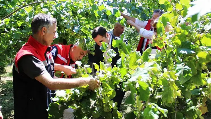 Sebzede lider, meyvede güçlü, tarımda marka şehir: Samsun