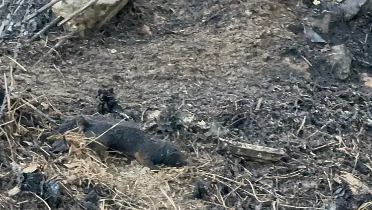 Sincap araziyi küle çevirdi