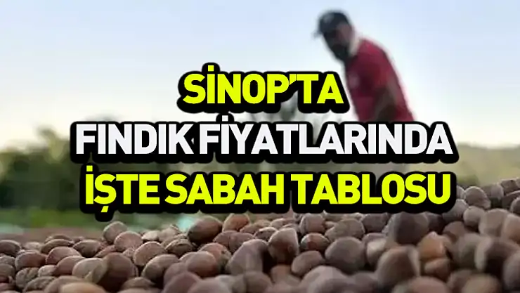 Sinop'ta 16 Kasım fındık fiyatı açıklandı: İşte sabah tablosu