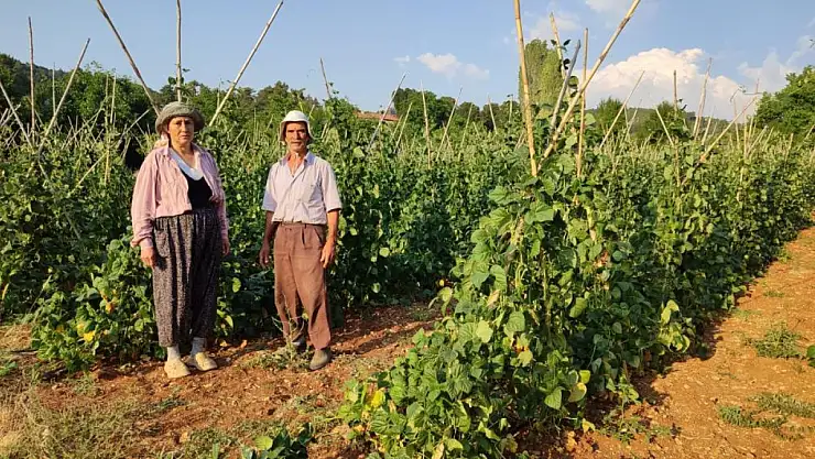 Sırık fasulyesinde hasat zamanı