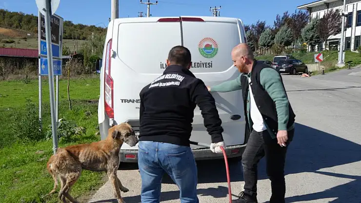Sokak köpekleri toplandı! Ekiplere Karşı Çıkanlar Oldu