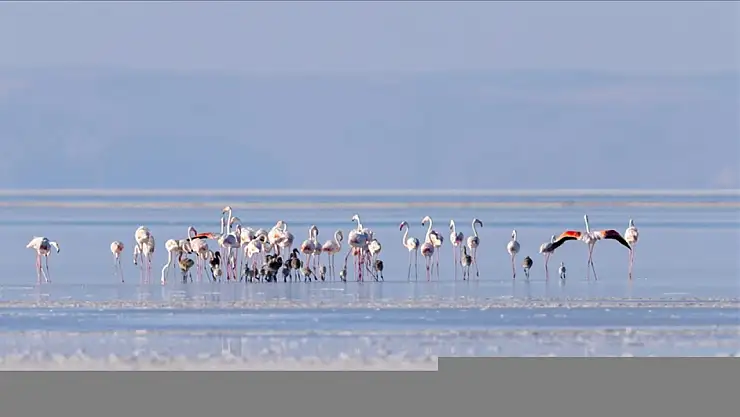 Sondaj destekli kanal, flamingolara can suyu