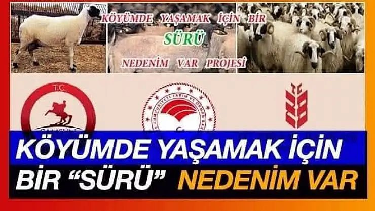 'Sürü'süne bereket!