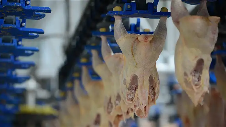 Tavuk eti üretimi mayısta yıllık bazda yüzde 11,7 arttı