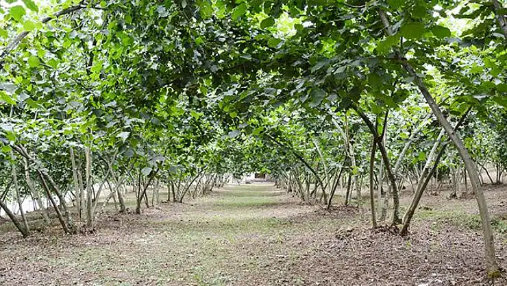 Terme'de fındık budama kursu açılıyor