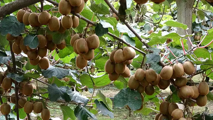 Tescilli Ordu kivisinde rekolte yarıya düştü