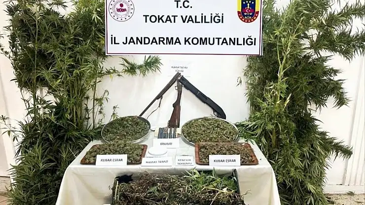 Tokat'ta jandarmadan kenevir operasyonu: 1 gözaltı