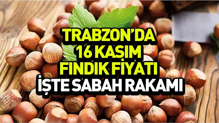 Trabzon'da 16 Kasım fındık fiyatı yeniden güncellendi: İşte sabah rakamı