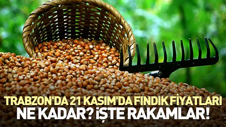 Trabzon'da 21 Kasım'da fındık fiyatları ne kadar? İşte rakamlar!