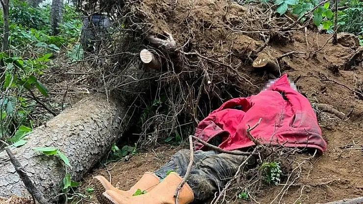 Trabzon'da Ağaç Kesimi Ölümle Bitti