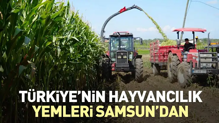 Türkiye'nin hayvancılık yemleri Samsun'dan