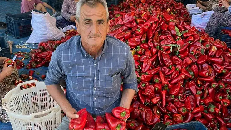 Tütün Alternatifi Kapya Biberi Çiftçinin Yüzünü Güldürüyor