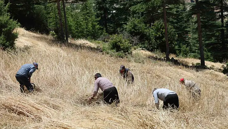Ulaşamadığı tarlalarda ellik ve orakla hasat başladı