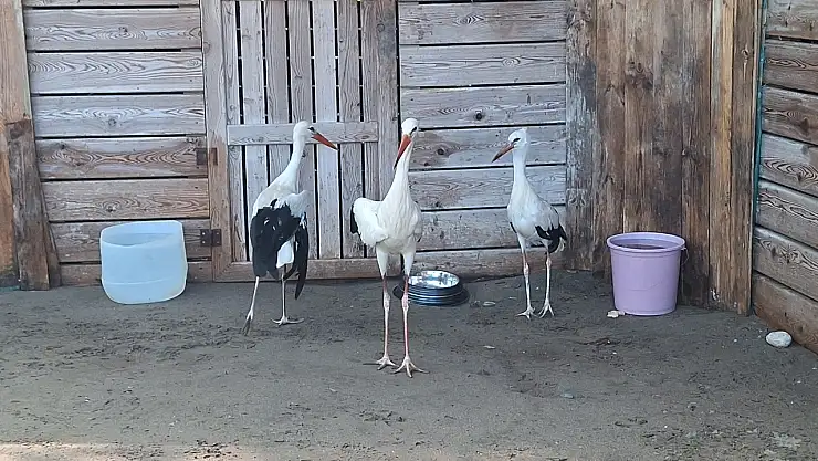 UNESCO Alanındaki Yaralı Leylekler Kışı Samsun'da Geçirecek