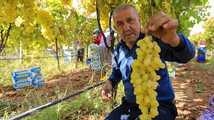 Üzüm fiyatları üreticileri tedirgin etti