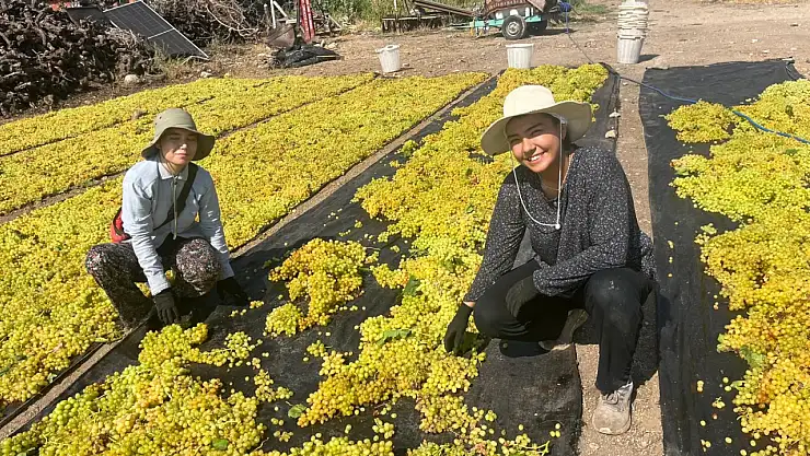 Üzümde fiyat belirsizliği üreticiyi tedirgin ediyor