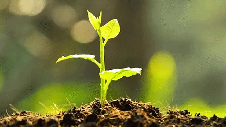 WePlay, Türkiye'nin yanında: TEMA Vakfı'na bağışla el ele yeşil bir gelecek için, yangın sonrası doğanın yeniden hayat bulmasına destek oluyor