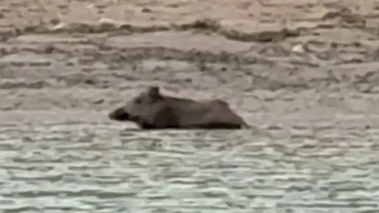 Yaban domuzu gölde serinledi