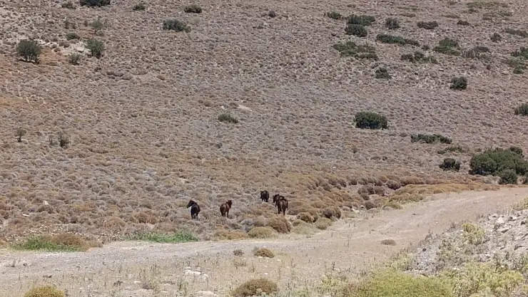 Yaban hayvanları için tankerle su taşındı