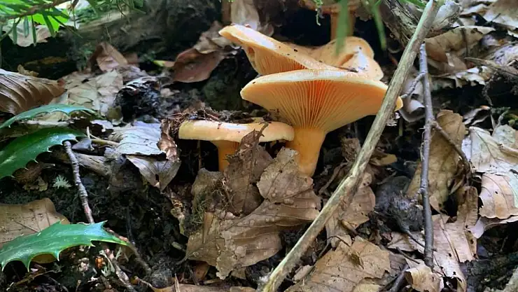 Yağışlarla birlikte artan doğada mantar dikkat