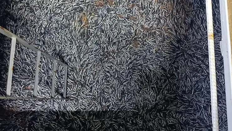 Yakakent'te hamsi denetimleri gece boyunca sürdü