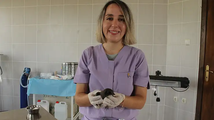 Yaralı Ebabil Kuşu Kızılırmak Deltası'nda Hayata Tutunuyor