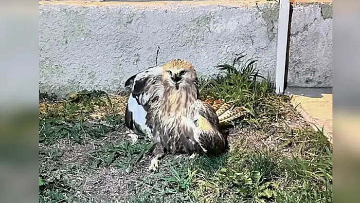 Yaralı kızıl şahin tedavi altında