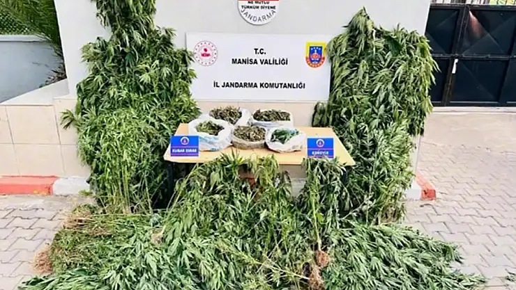 Yasa dışı kenevire jandarma darbesi